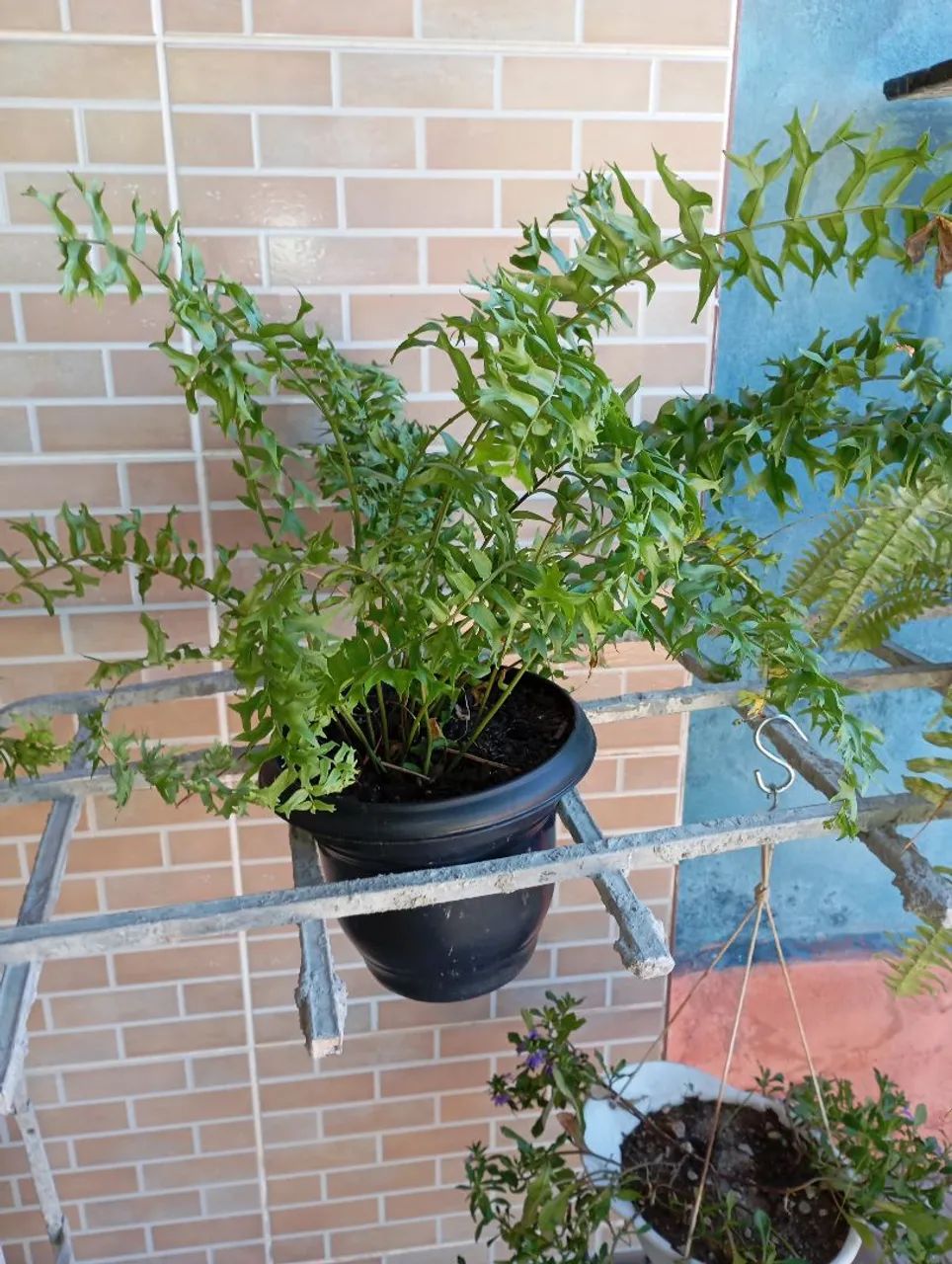 Sementes e plantas  - Foto 3