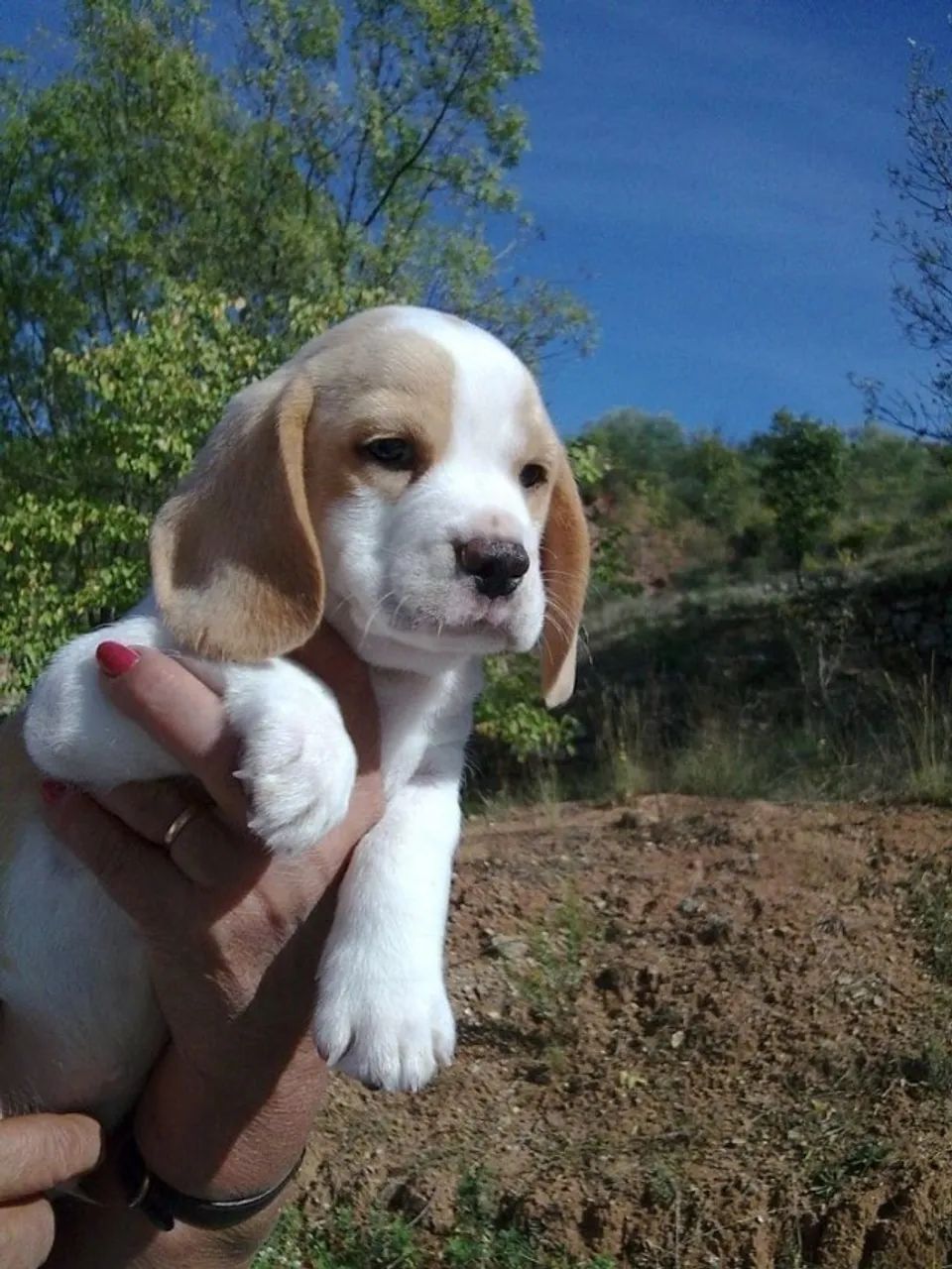 Beagle  - Foto 2