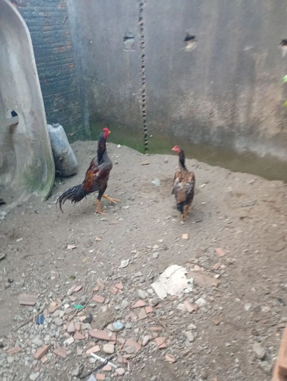 Galinhas e galos  - Foto 2