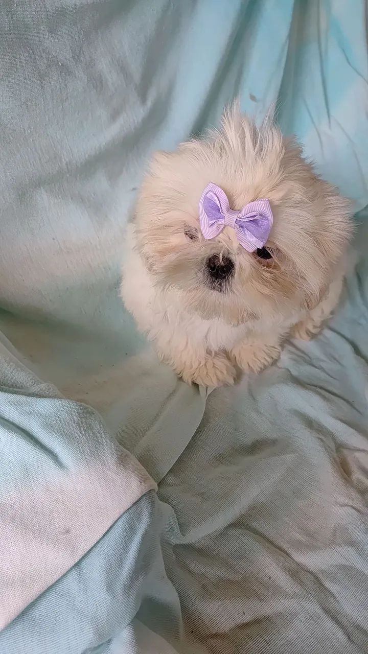 Shih tzu  - Foto 3