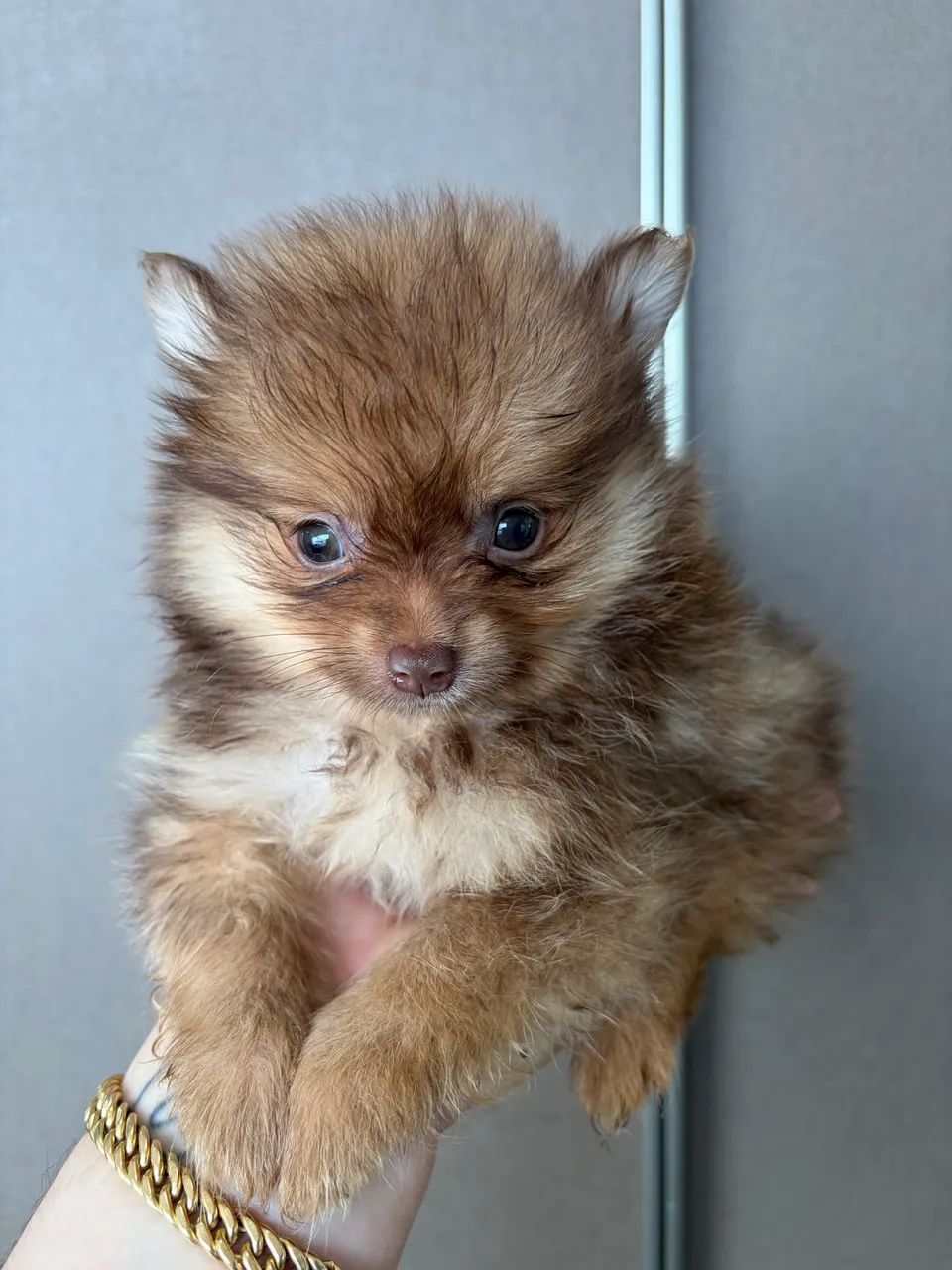 Menino chocotan Spitz Alemão  - Foto 2