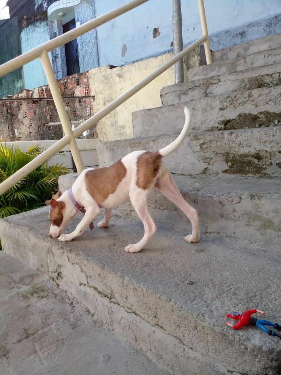 Doação de cachorrinha