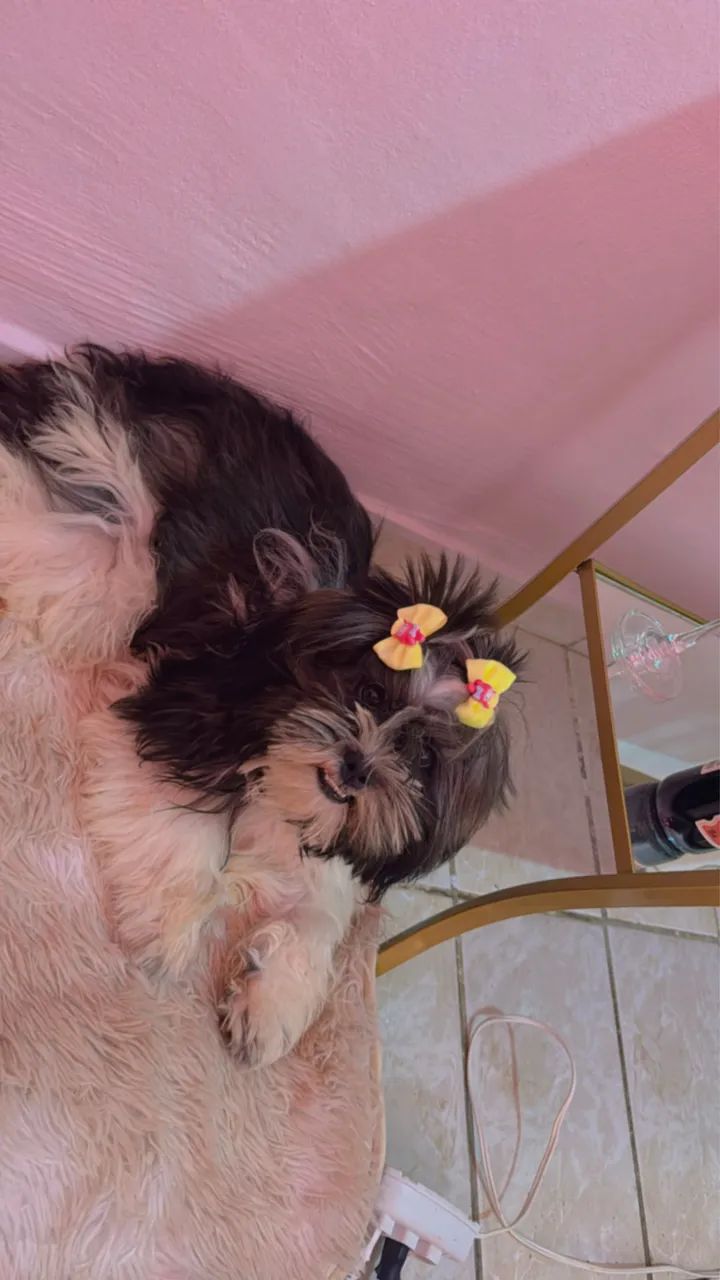Cachorra Lhasa apso  - Foto 3