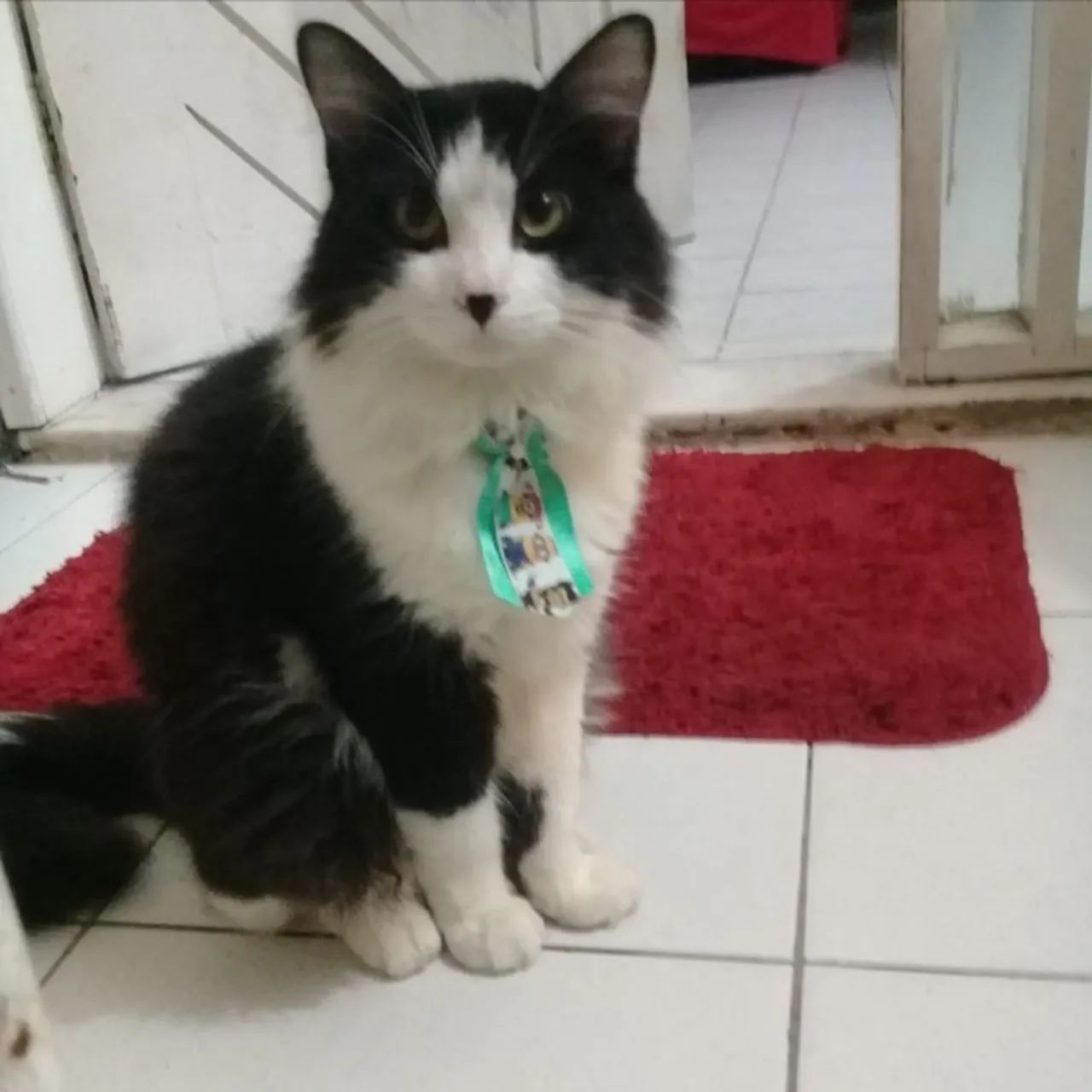 Gatos  castrado 