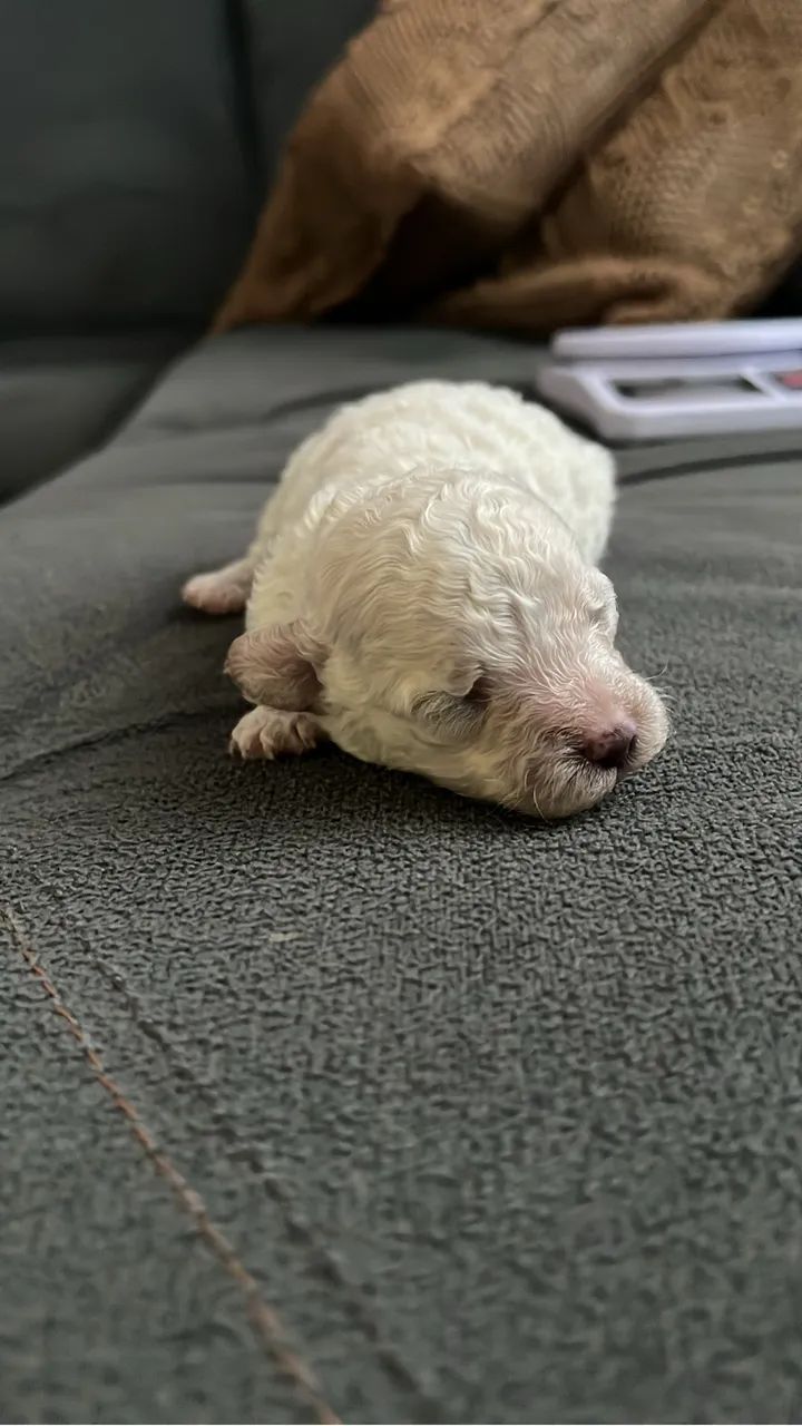 Filhotes de poodle 