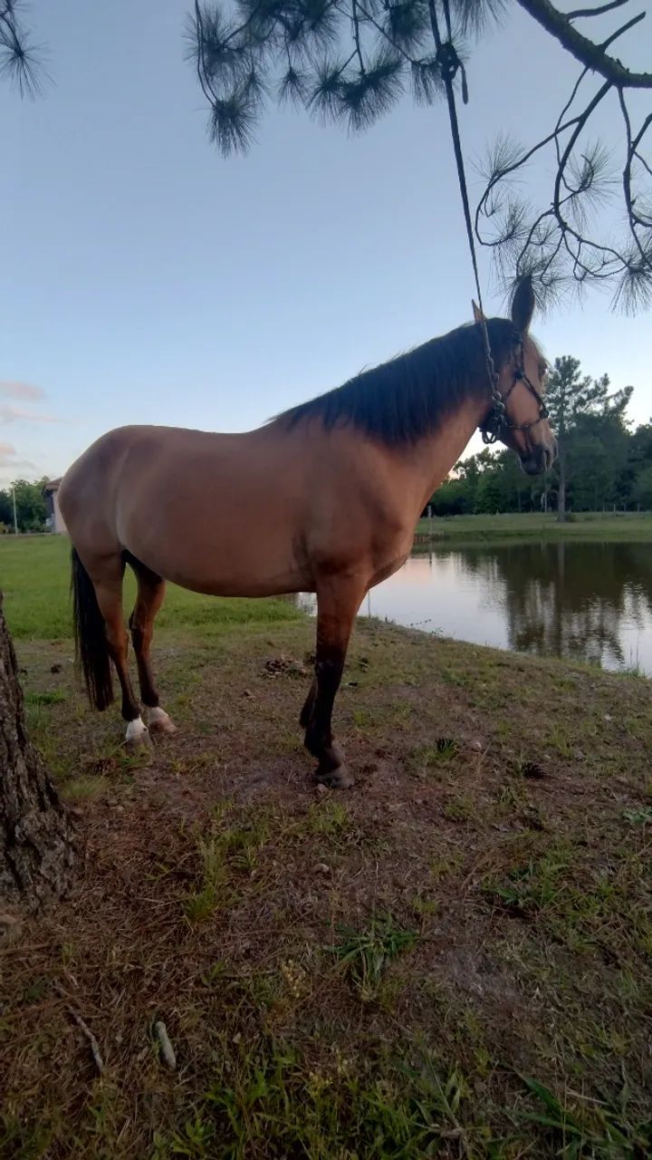 Égua guateada, excelente andadura, mansa para criança.  - Foto 3