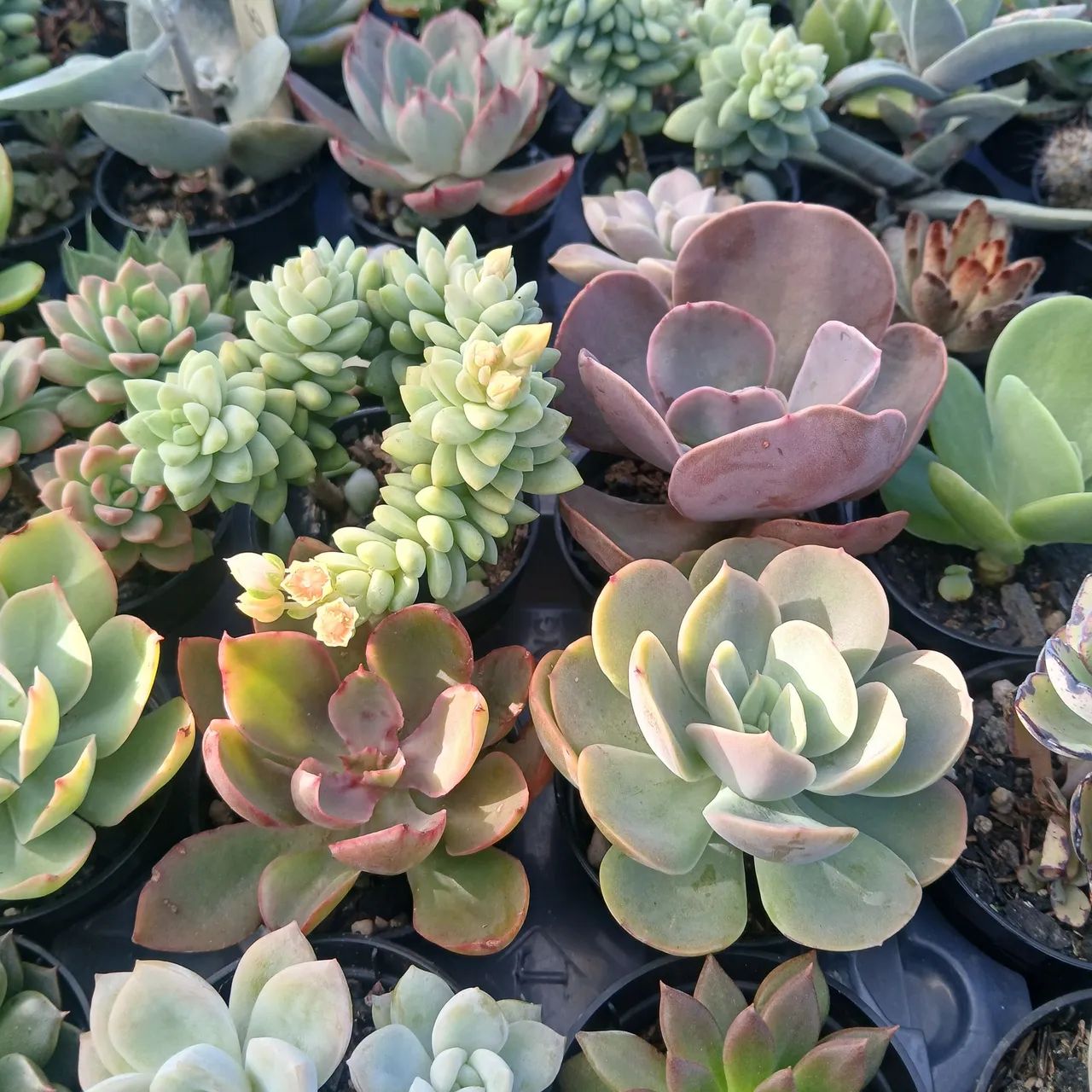 Suculentas e Cactos - Foto 4