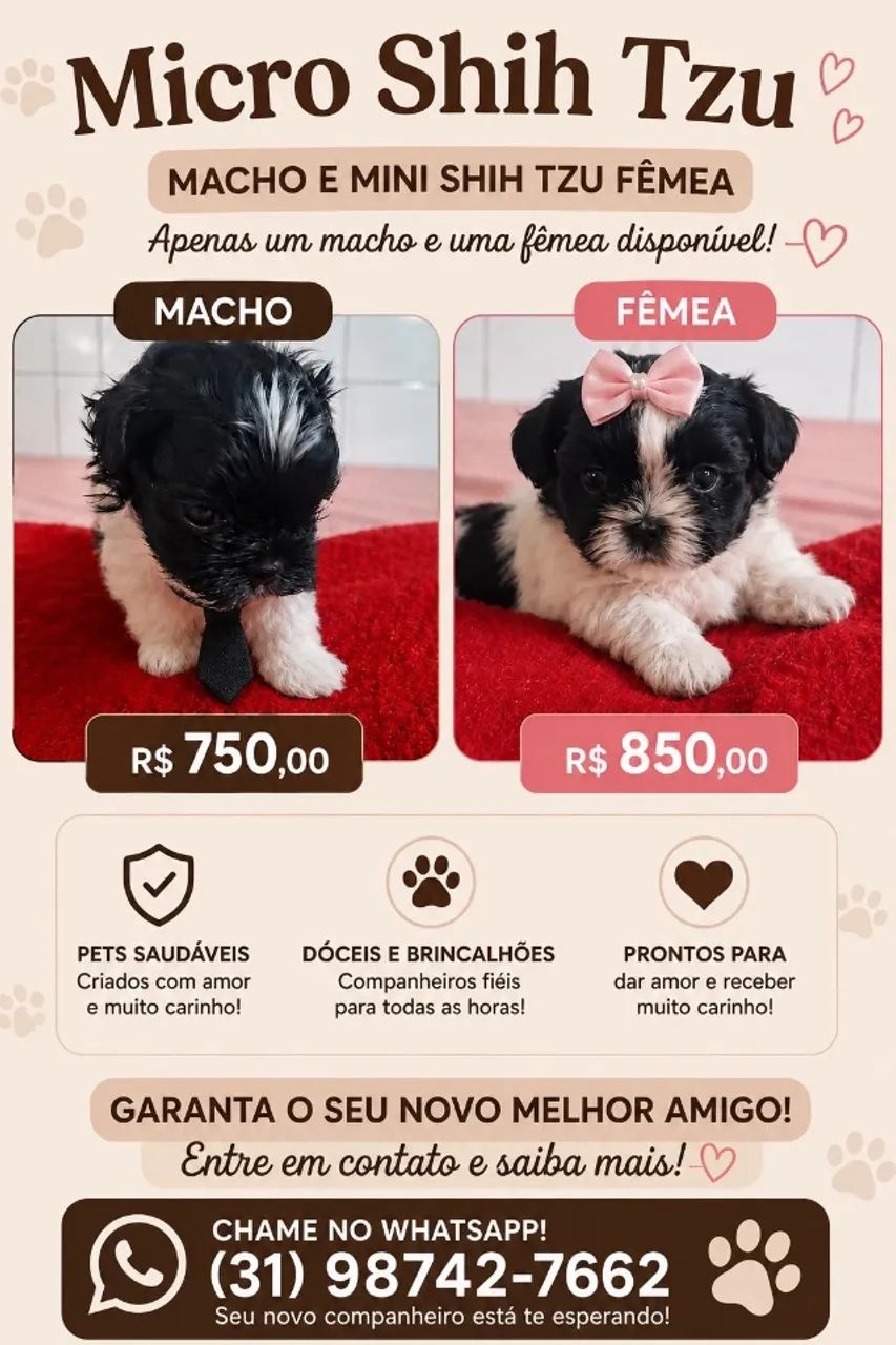 Filhote mini shitszu 