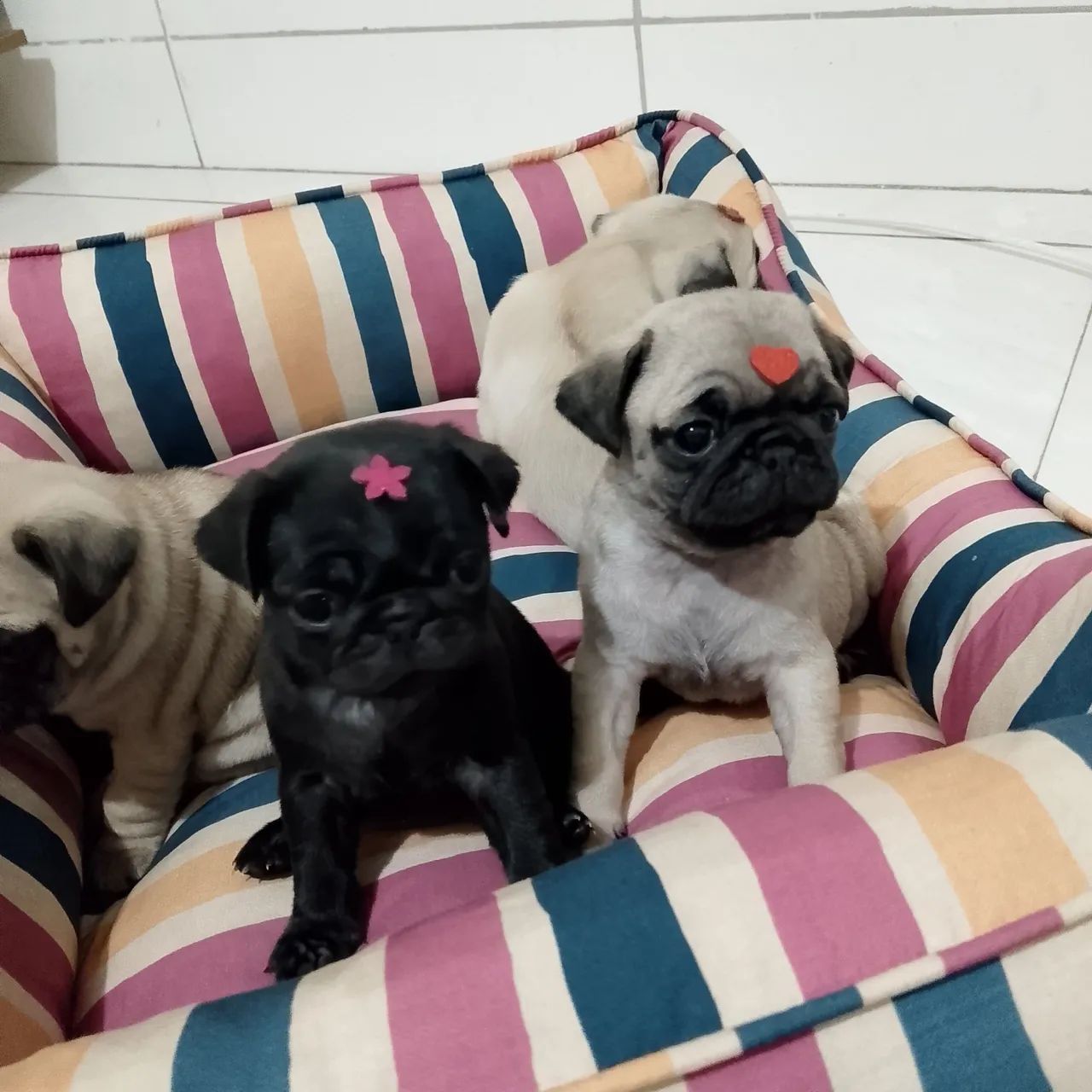  Pug fêmeas  - Foto 3
