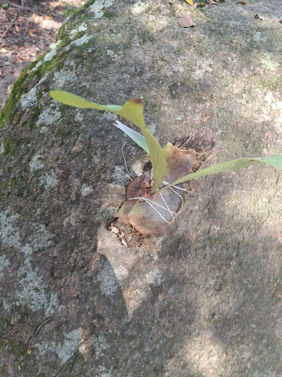 Chifre de veado - Foto 3