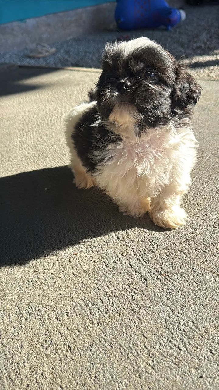 Shihtzu macho mini  - Foto 6