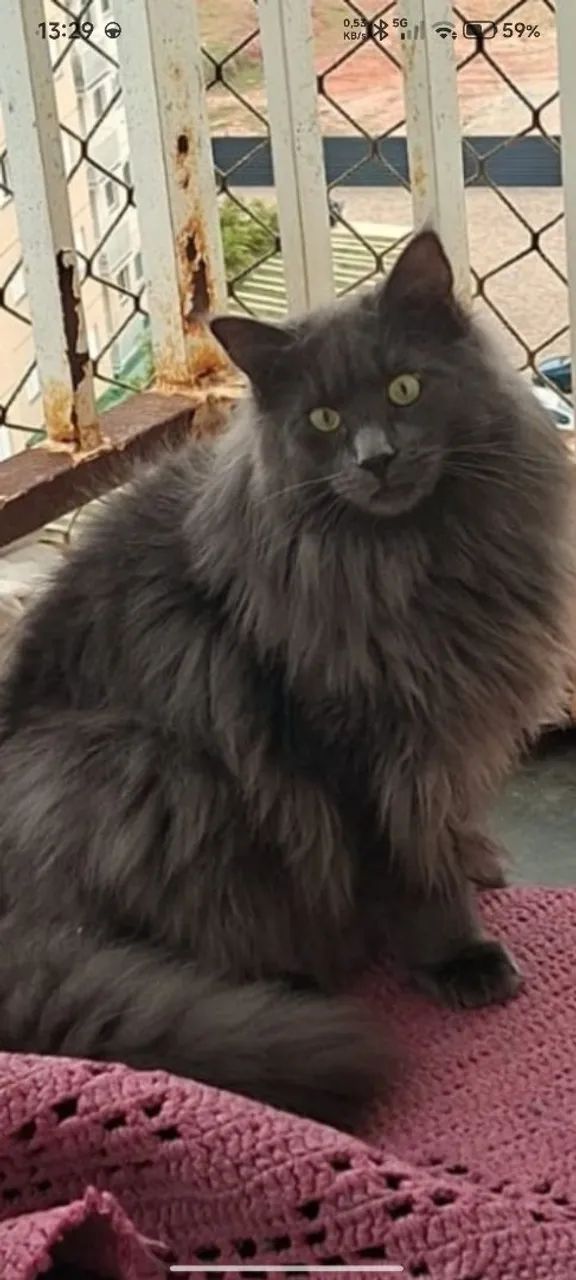 Maine Coon filhotes a pronta entrega  - Foto 5