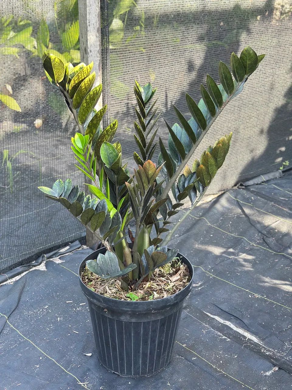 Zamioculca preta 
