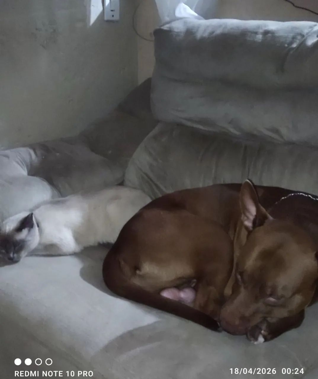 Doando Pit Bull 3 anos  - Foto 3