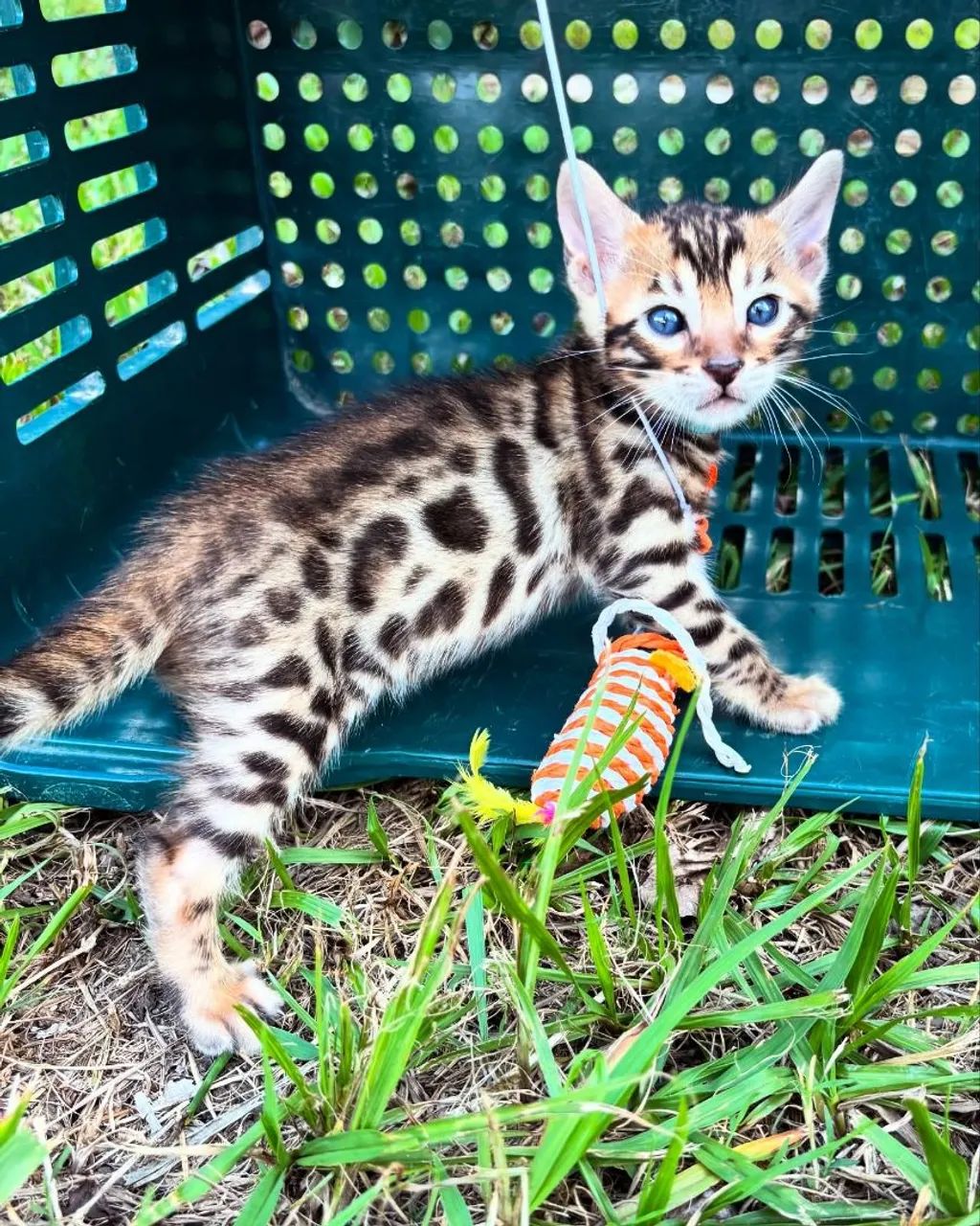 BENGAL CAT FÊMEA 