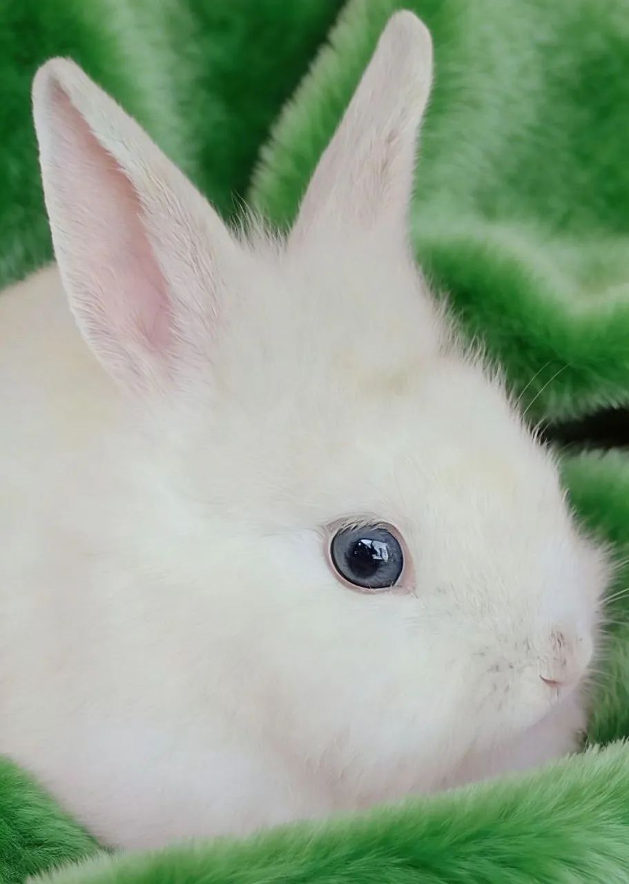 Coelho branco de olhos azuis com 2 meses  - Foto 3