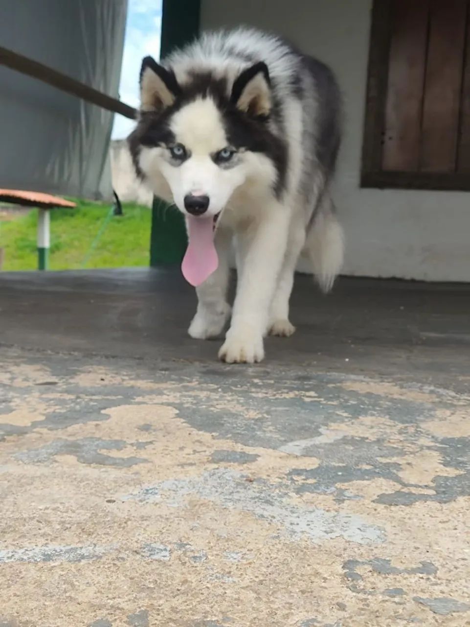 Vendo husky siberiano macho 