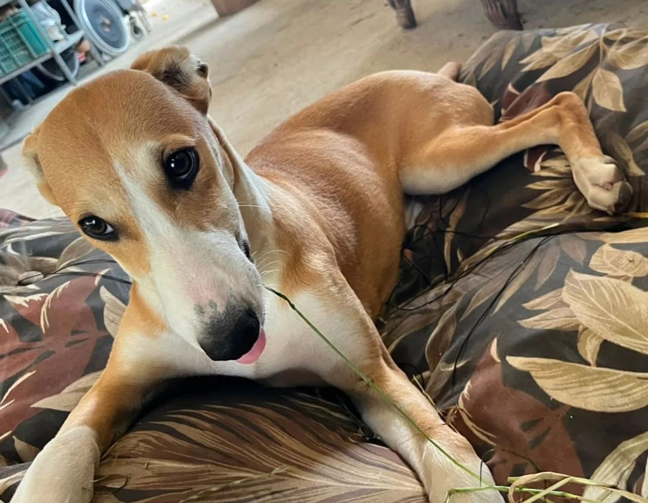 Galgo greyhound - Foto 3