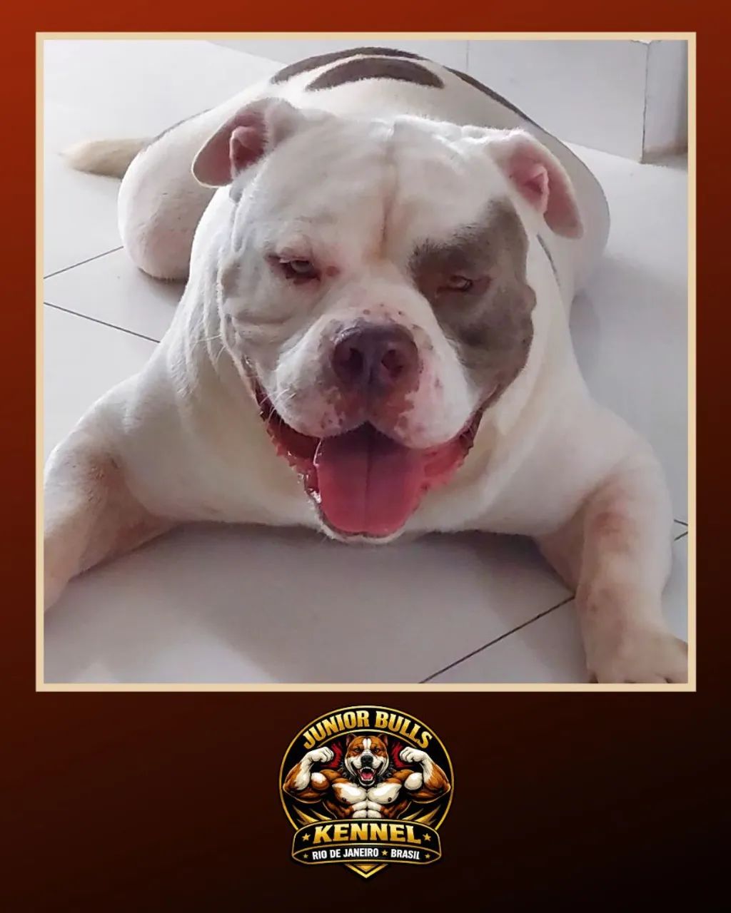 AMERICAN BULLY MACHO EXTRAORDINÁRIO 