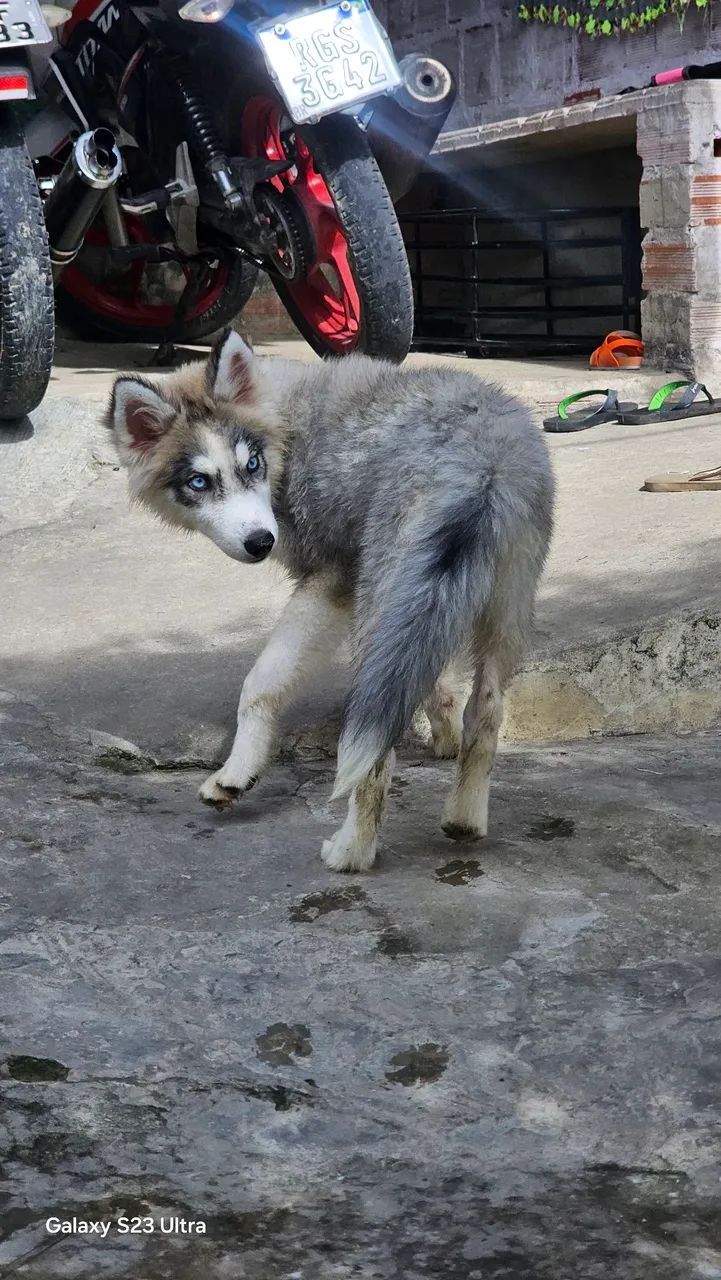 Husky siberiano - Foto 4