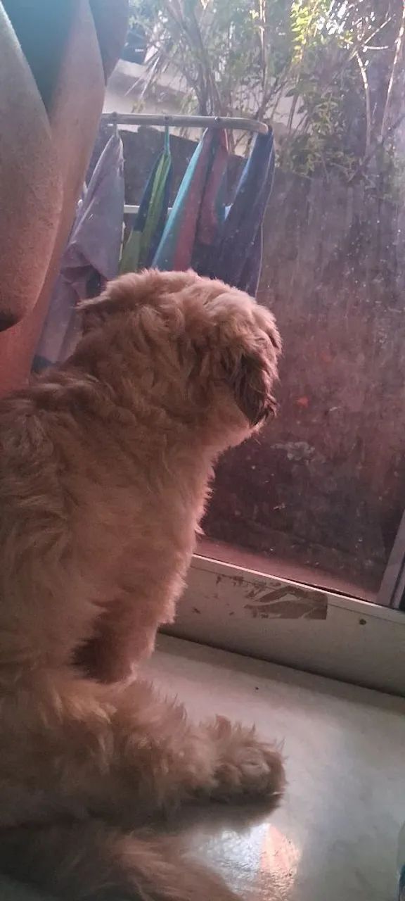 Shih Tzu Macho 4 anos - Foto 3