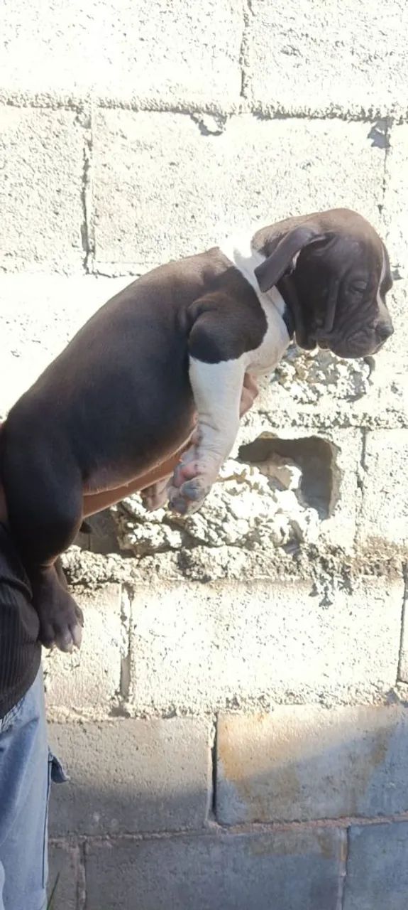 Pit Monsters  - Foto 2