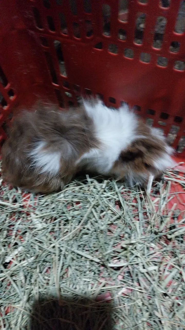 Porquinhos da Índia   - Foto 4