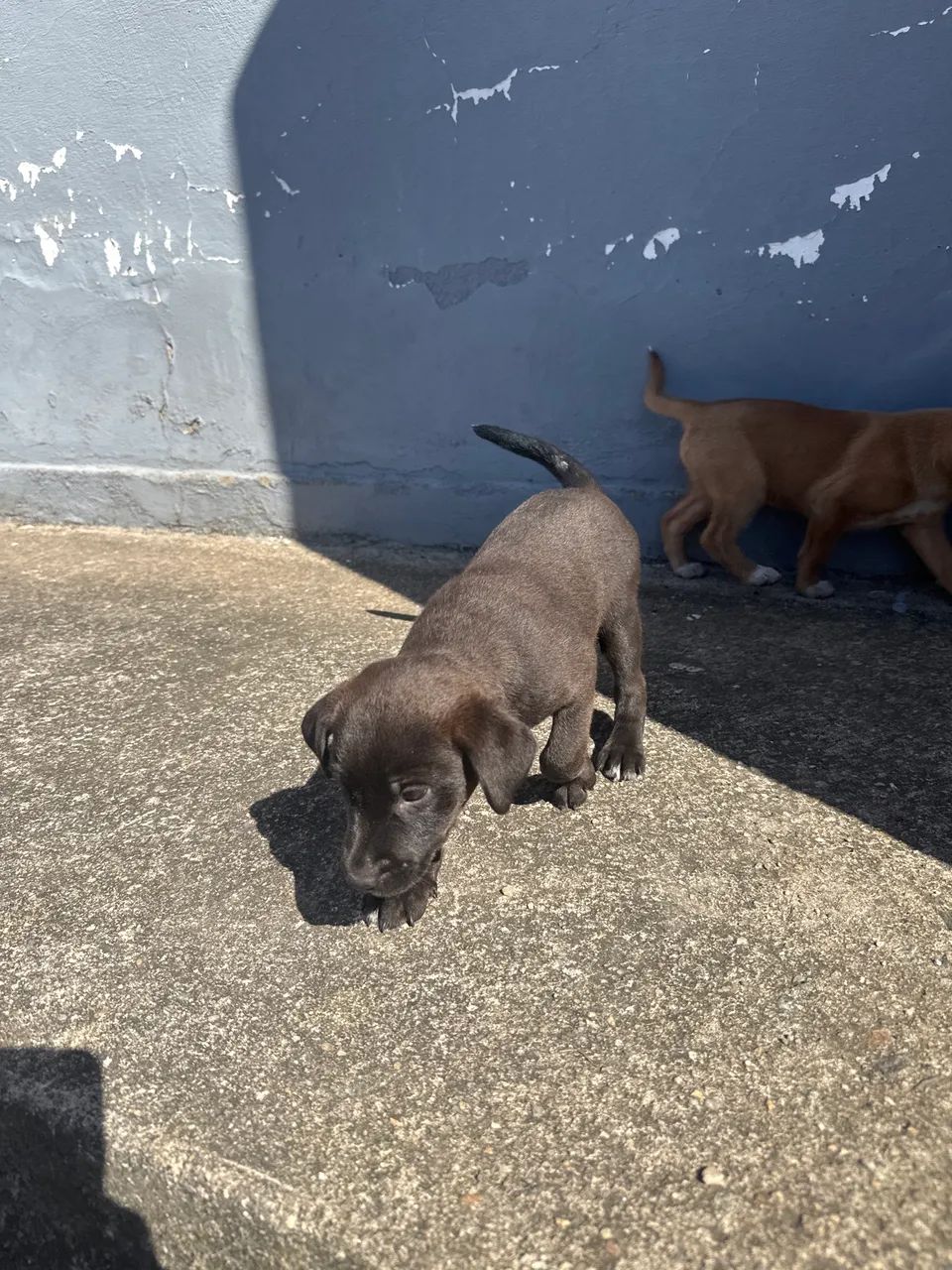 Cachorrinho  - Foto 2