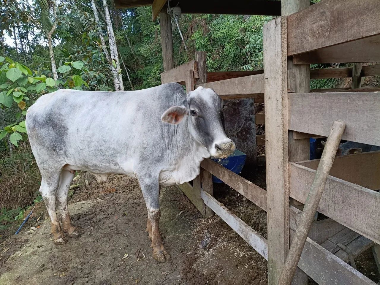 Vaca nelore