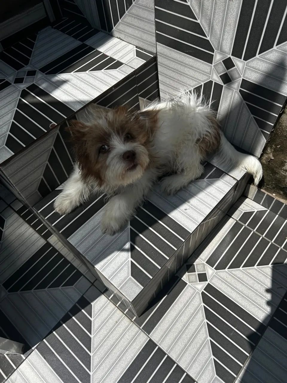 Cachorro  - Foto 2