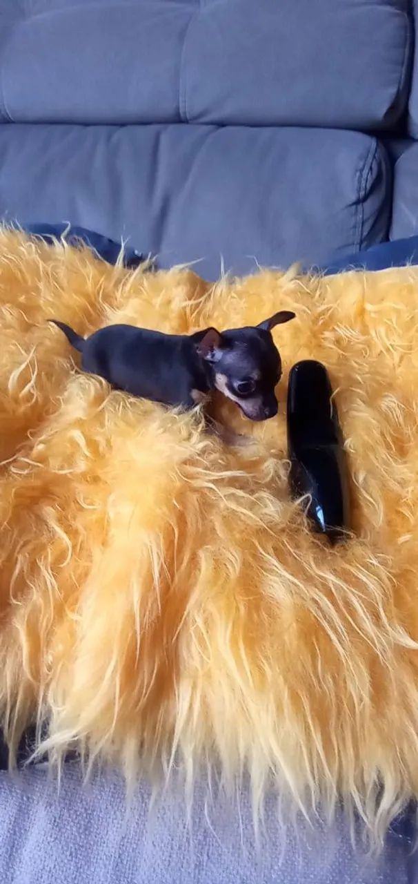 Pinscher Zero fêmea - Foto 4
