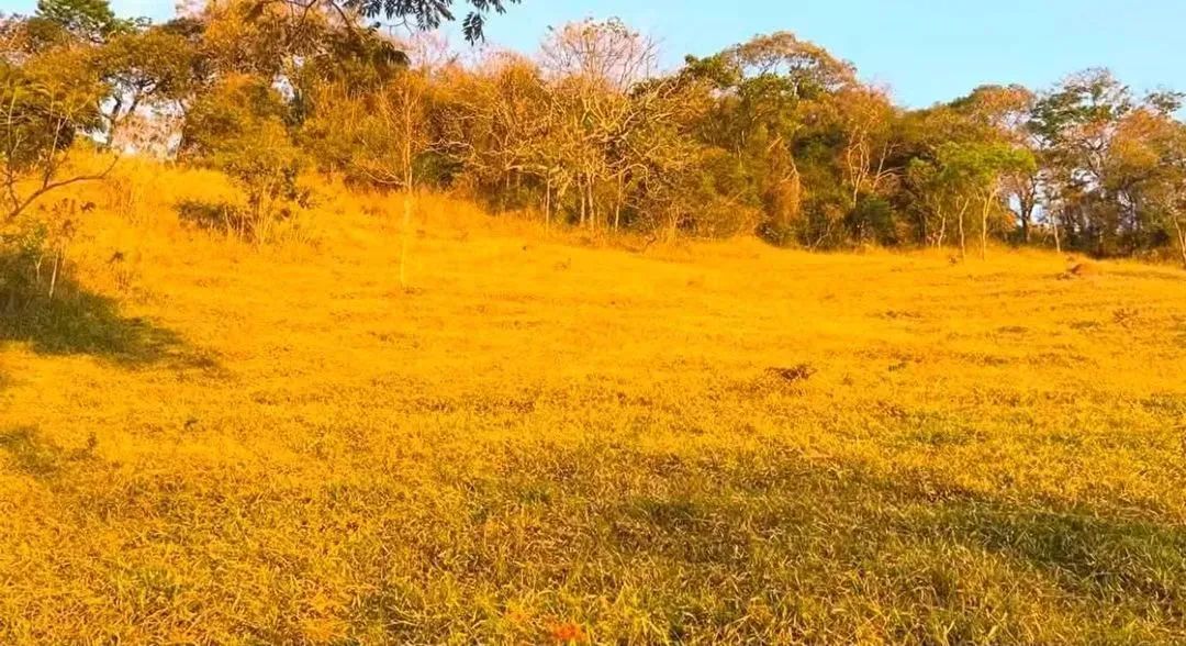 Terreno Pico do lobo-guará - Foto 2