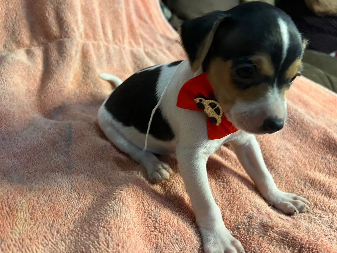 pinscher  - Foto 2