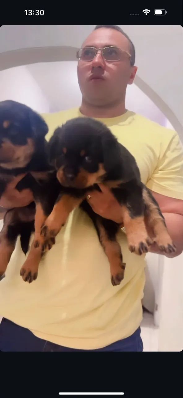 Rottweiler com pedigree  - Foto 3
