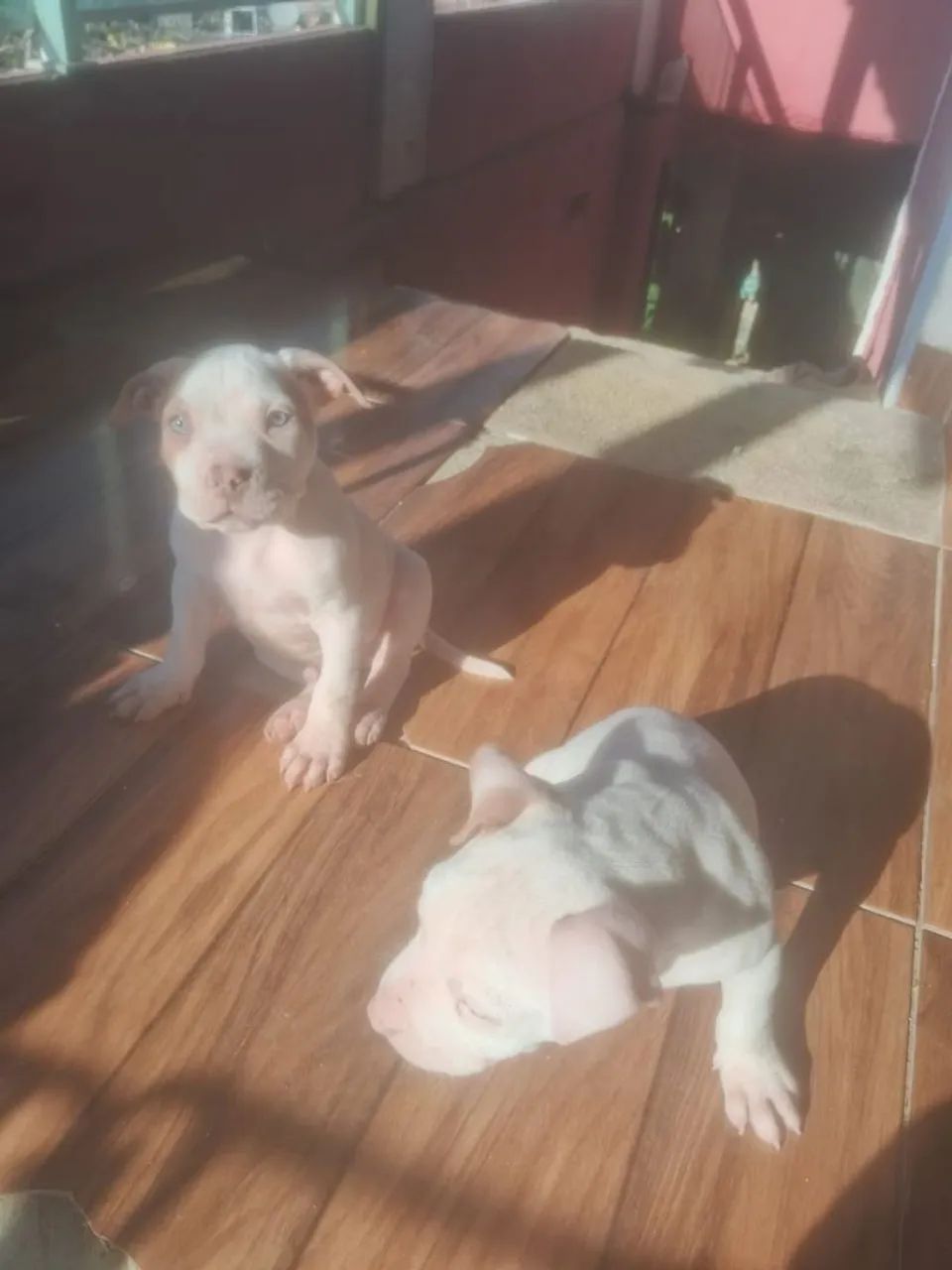 Américan bully  - Foto 5