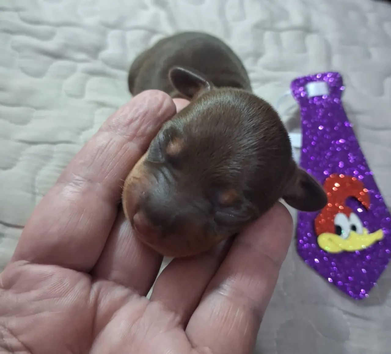 Dachshund  - Foto 2