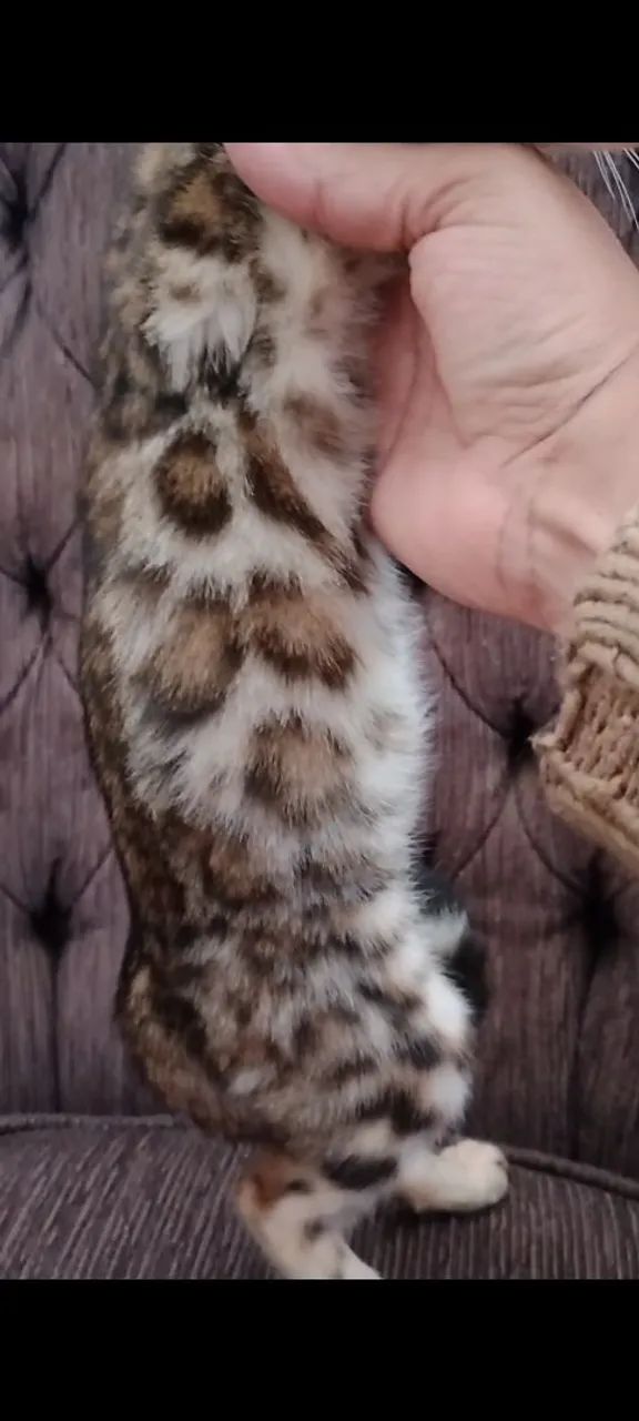 Bengal - Foto 2