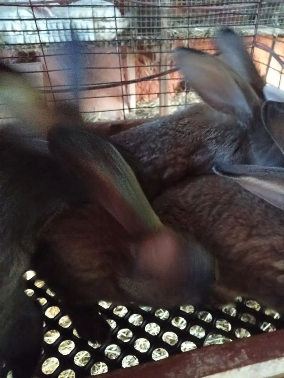 Rabbit65569091918723121