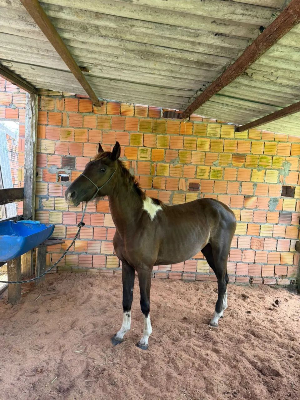 vendo égua  - Foto 4