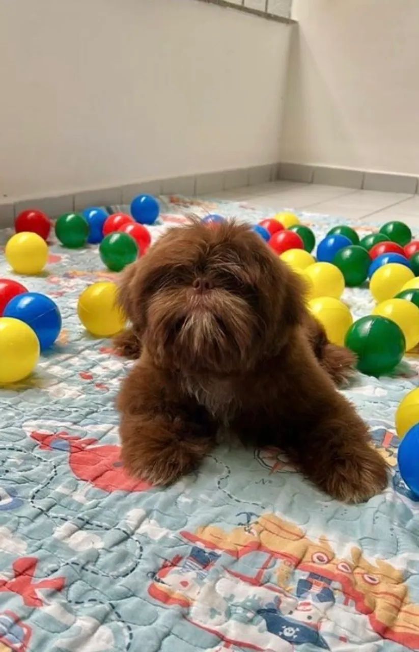 Shih tzu - Foto 2