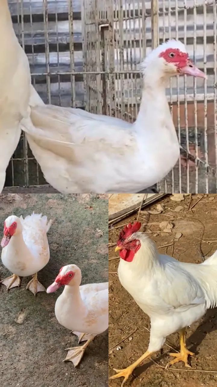 Galo e patos
