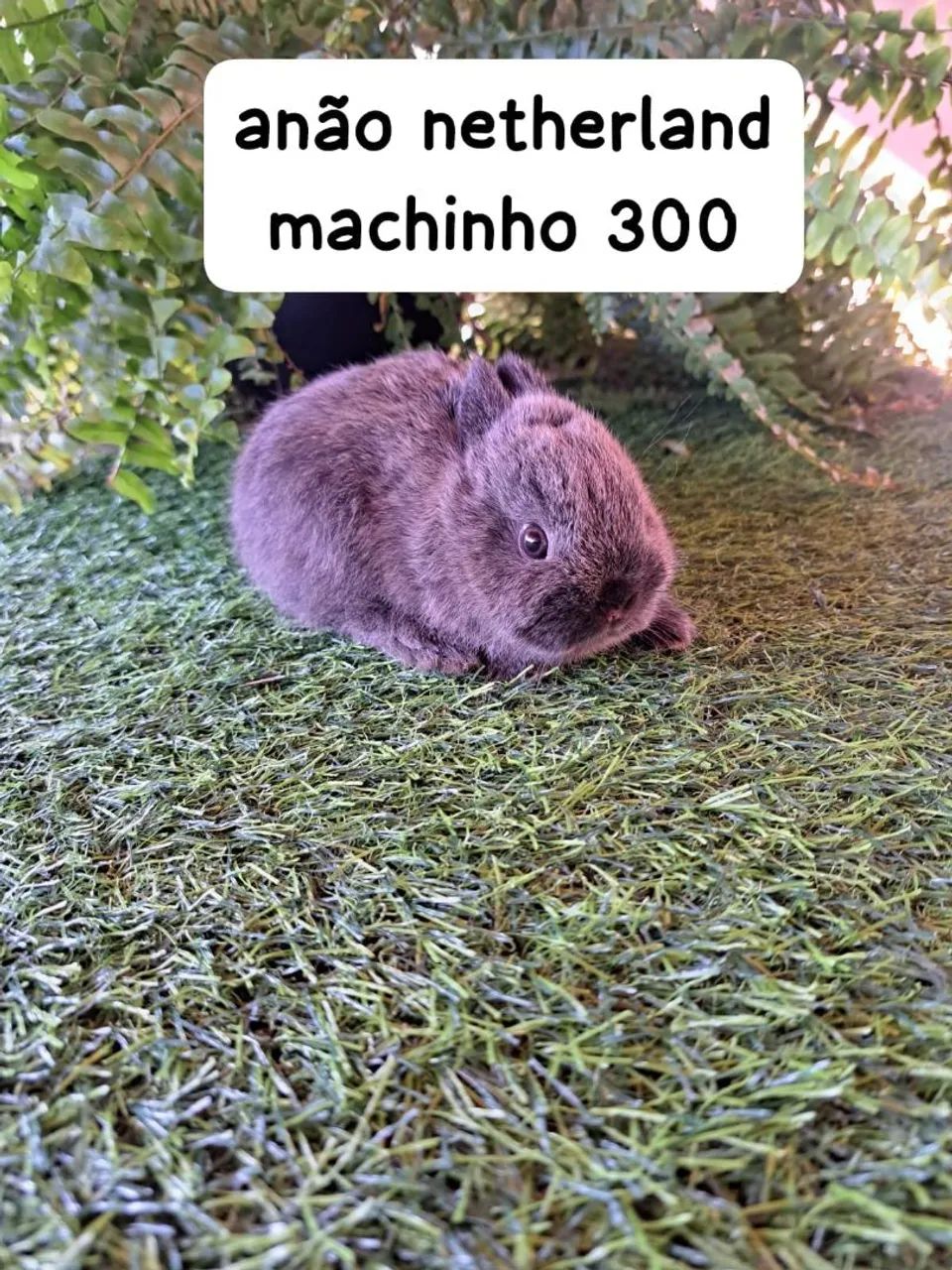 mini coelhos varias raças (filhotes) - Foto 2