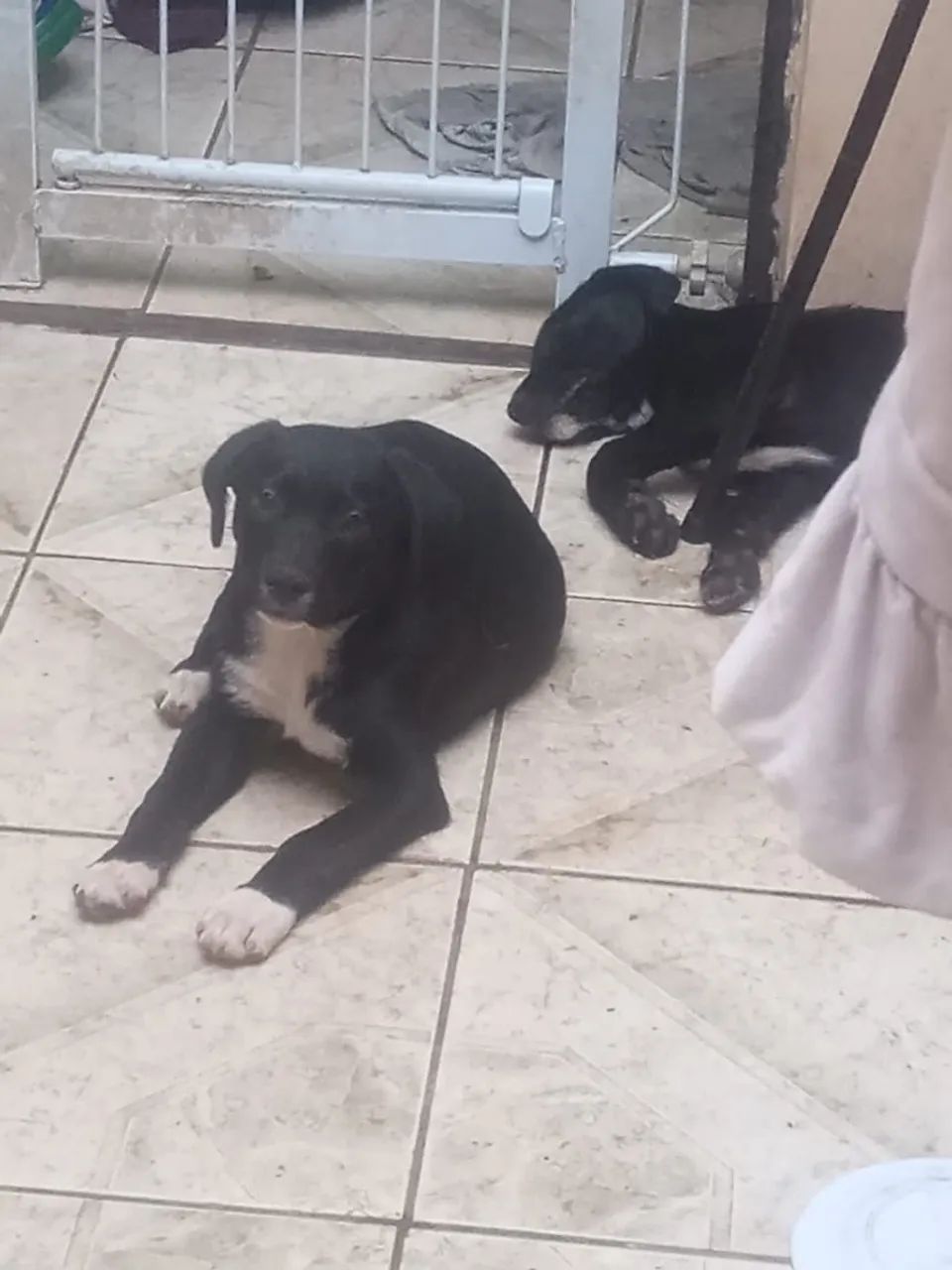 Doação de Cãozinho macho - Foto 2