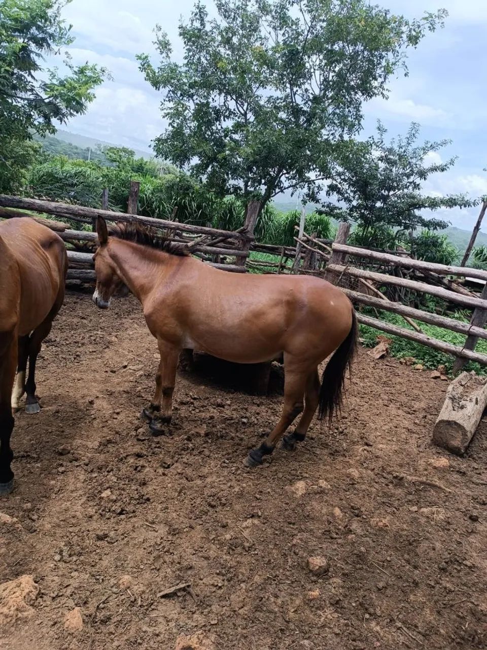 Vendo Burro  - Foto 3