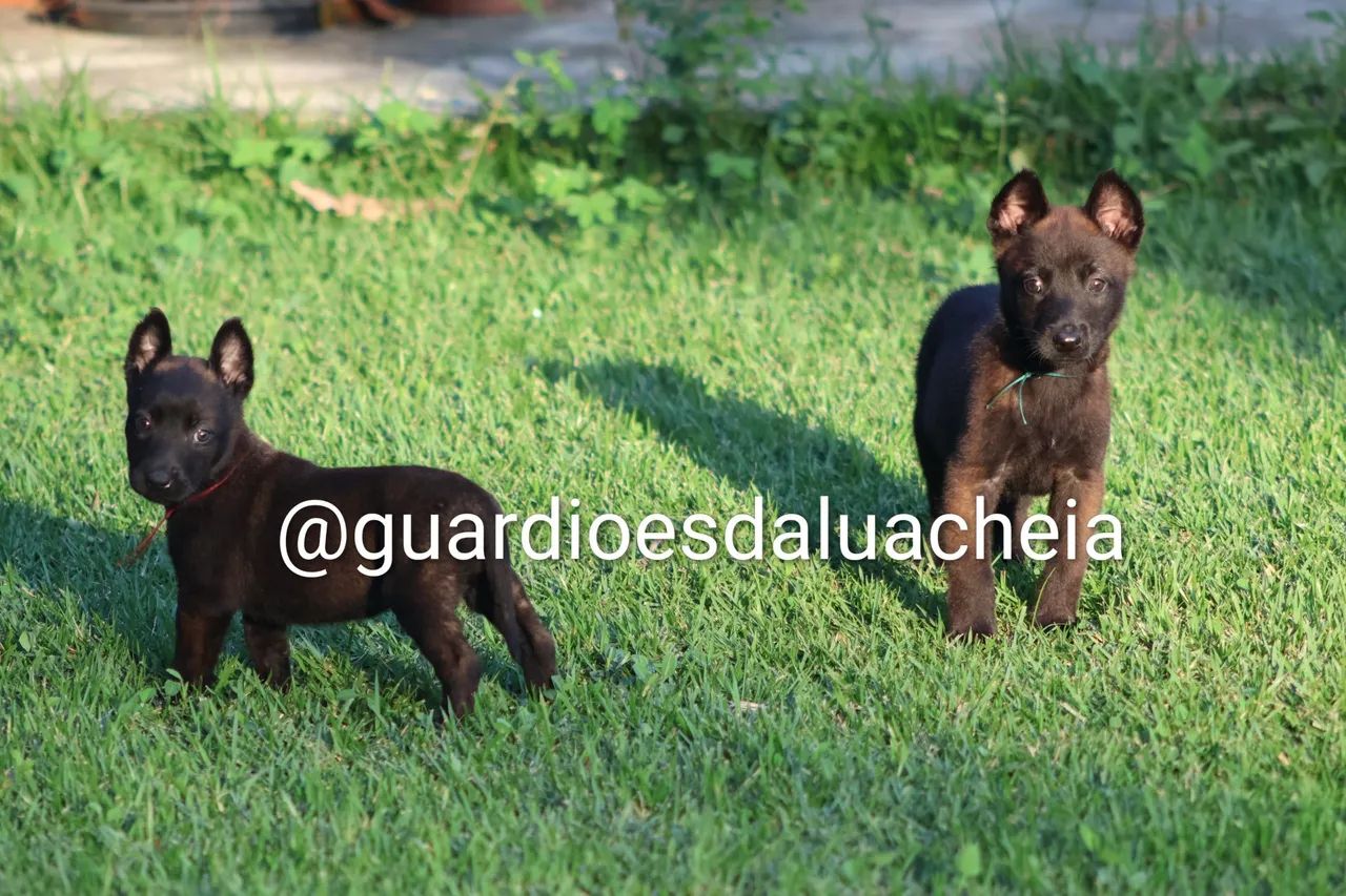 Malinois Filhotes - Foto 3