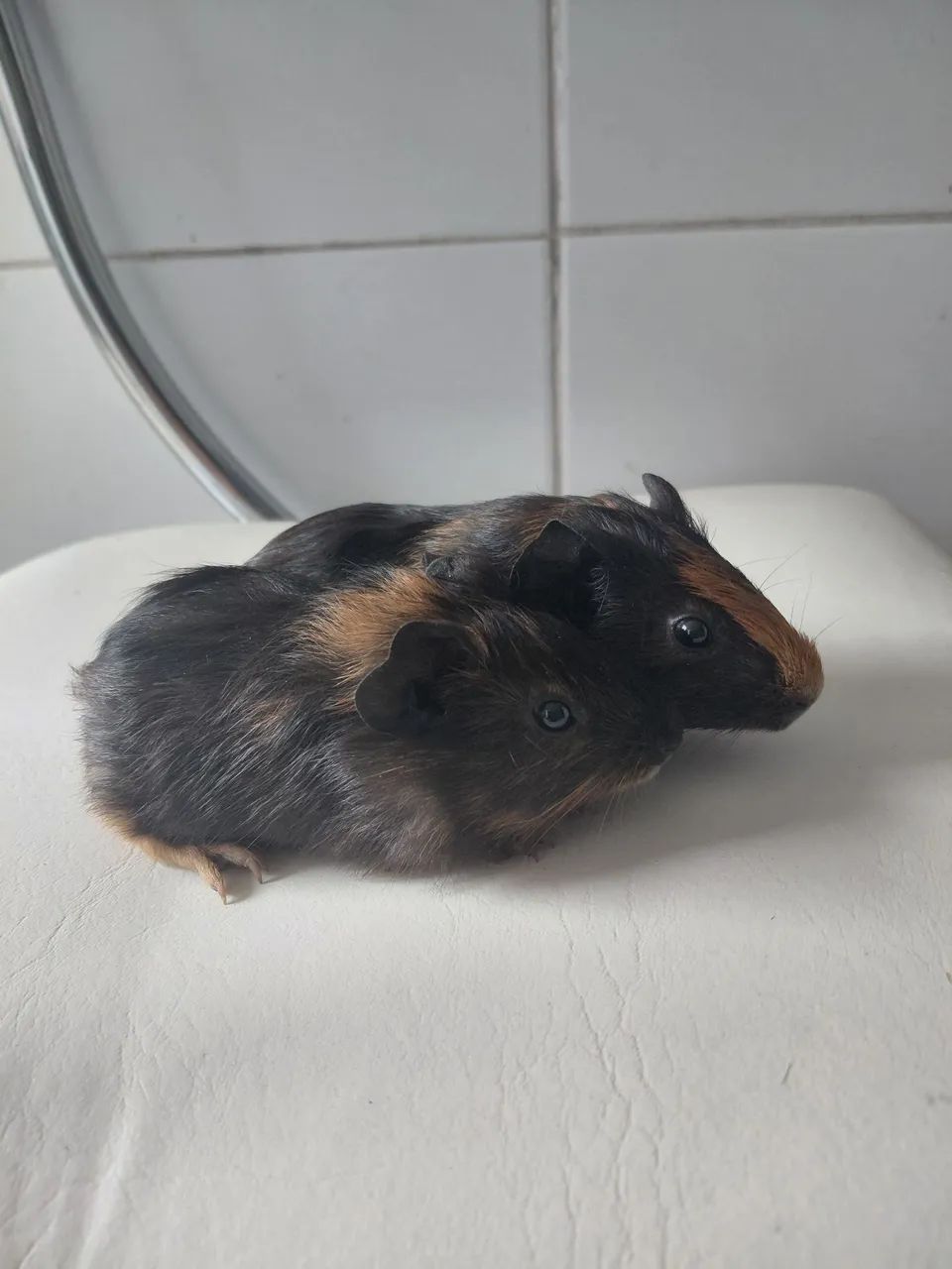 Filhotes casal Porquinho da índia  - Foto 2