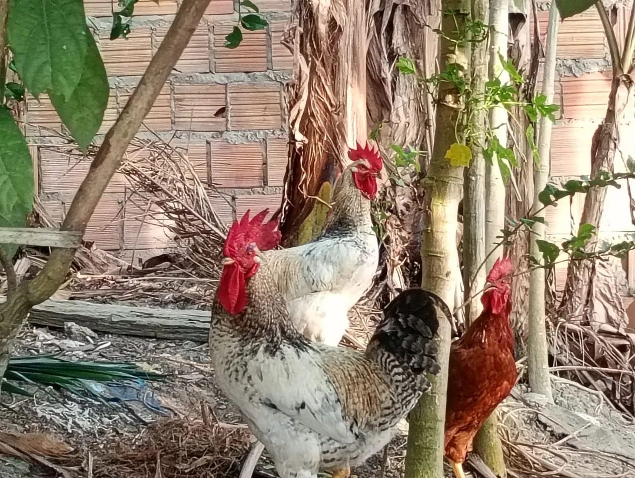 Galo - Foto 4