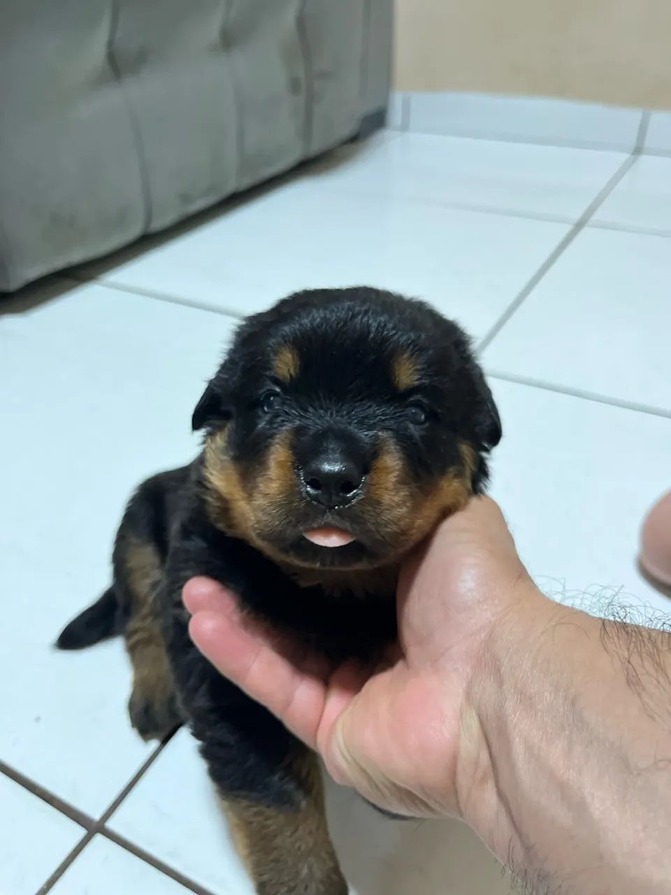Rottweiler  - Foto 2
