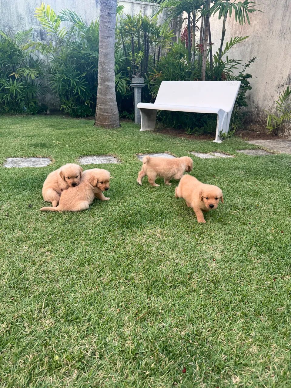 Filhotes Golden