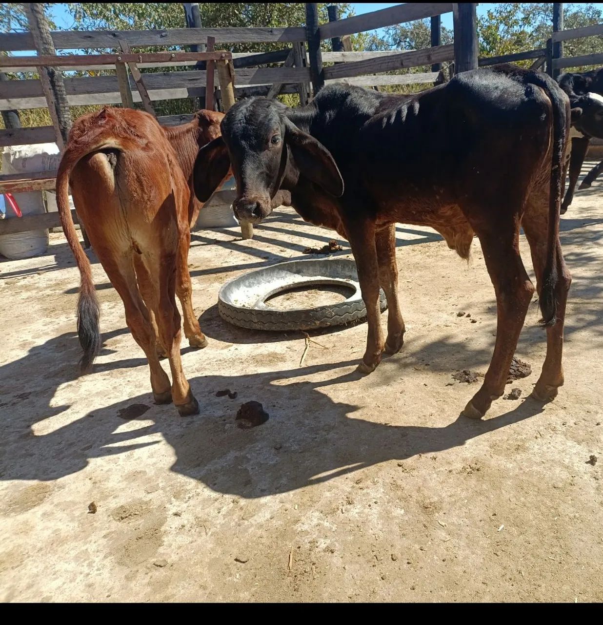  Vendo Bezerros e bezerras  - Foto 2